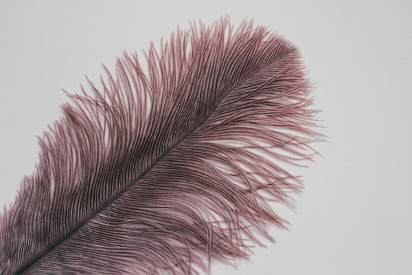 Single Ostrich Feather White Background — Stock Photo, Image