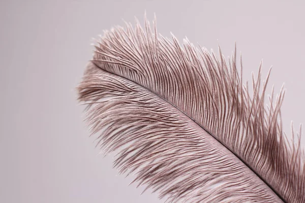 白い背景に単一のダチョウの羽 — ストック写真