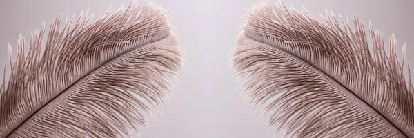 Ostrich Feathers Texture Background Close Details Long Horizontal Banner Header — Stock Photo, Image