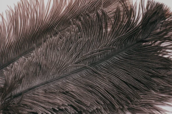 Frodig Strutsfjäder Vit Bakgrund Dekorativa Element Natur Texturer — Stockfoto