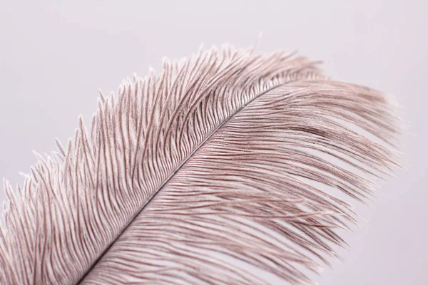 Lush Ostrich Feather White Background Decorative Elements Nature Textures — Stock Photo, Image