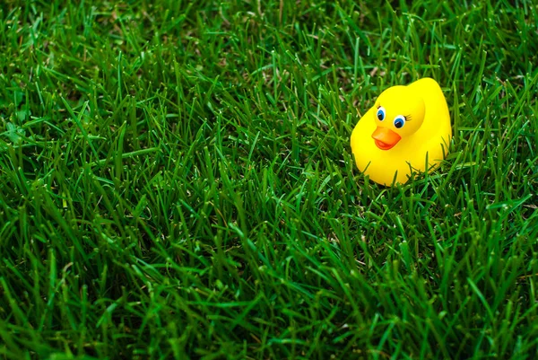 Żółtą Gumową Kaczkę Zielony Trawnik Kaczka Poza Jego Siedliskiem — Zdjęcie stockowe