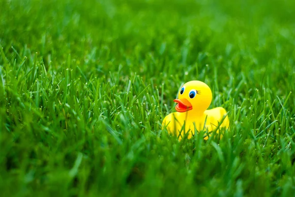 Zabawka Gumową Kaczkę Kąpieli Wśród Zielonej Trawie Żółty Zielonym Tle — Zdjęcie stockowe