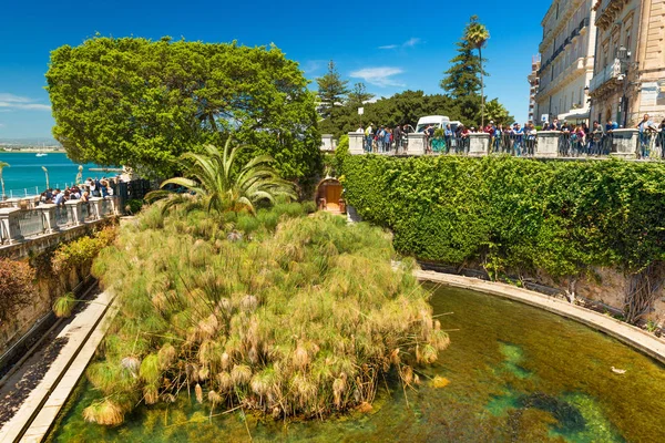 De fontein van Arethusa op het eiland Ortygia. Papyrus planten omringd met water. Beroemde bezienswaardigheid gelegen in het historische centrum van Syracuse — Stockfoto