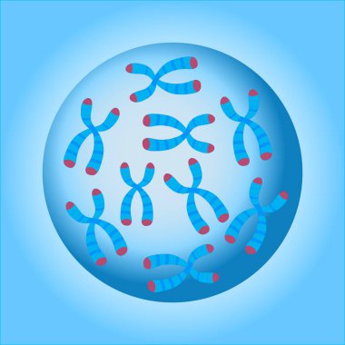 Chromosomes Cell Nucleus clipart