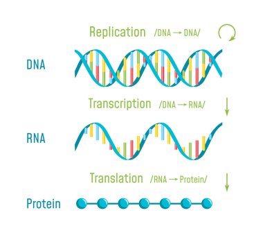DNA ikileşmesi, transkripsiyon ve çevrim