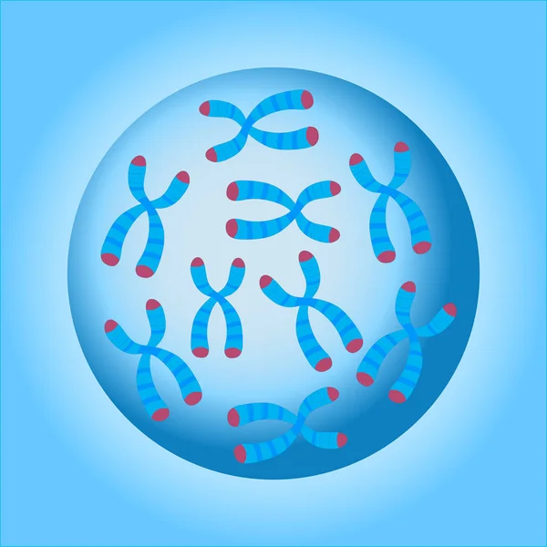 Nucleo cellulare cromosomico — Vettoriale Stock