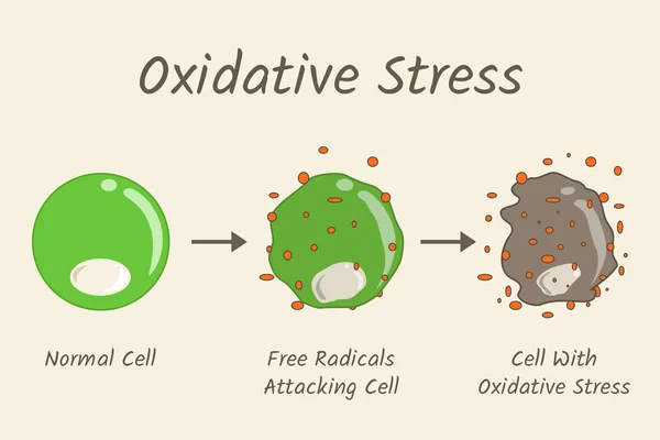 Oxidační stres Diagram — Stockový vektor