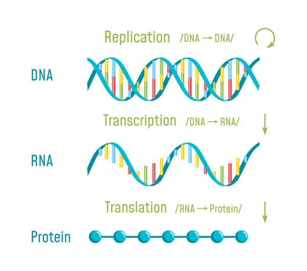 Replicación, Transcripción y Traducción del ADN — Archivo Imágenes Vectoriales