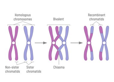 Duplicated Homologous Chromosomes Pair and Crossing-over clipart