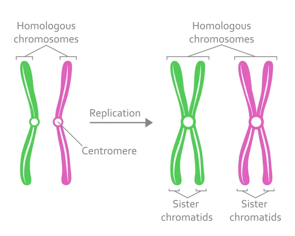 Homolog kromozom çifti — Stok Vektör