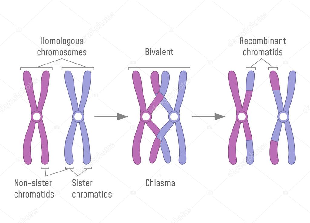 Duplicated Homologous Chromosomes Pair and Crossing-over