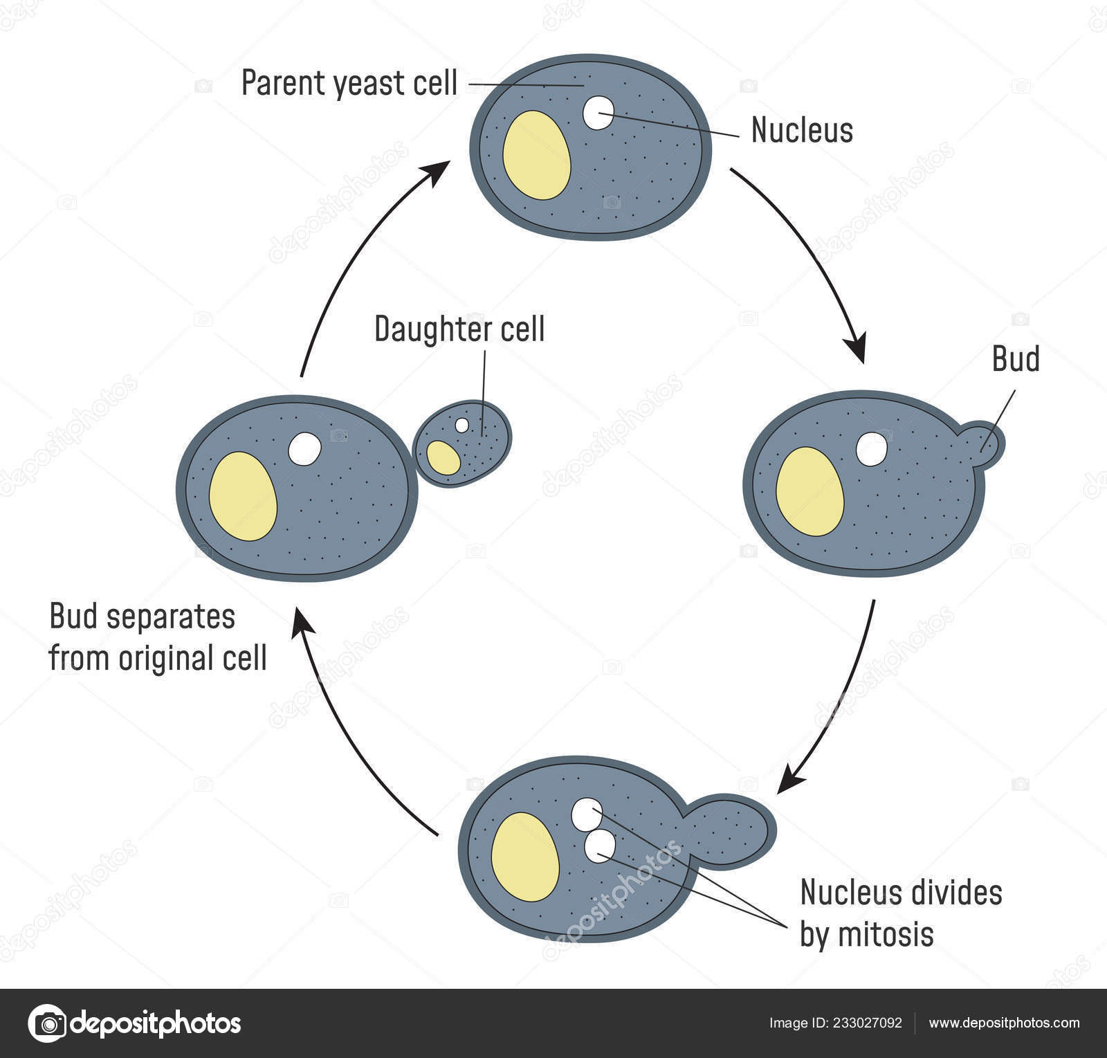 Yeast Cell Diagram Biology Diagrams