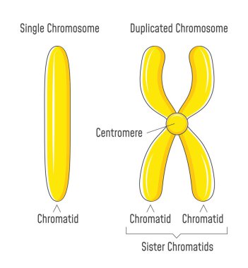 Unduplicated and Duplicated Chromosomes. Sister Chromatids. clipart