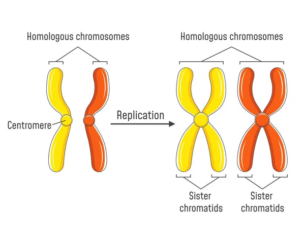 Гомологичные хромосомы и хроматиды — стоковый вектор