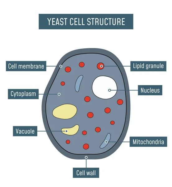 Struttura delle cellule di lievito — Vettoriale Stock