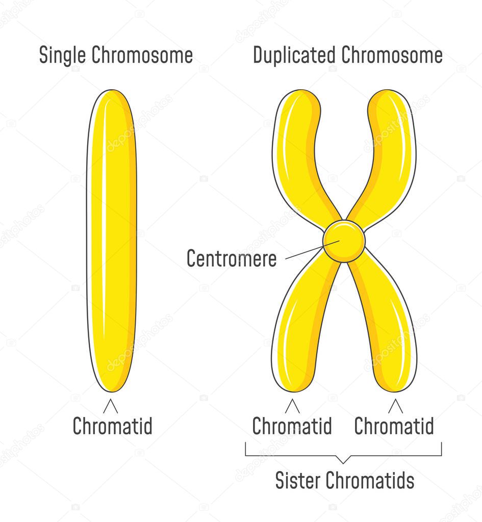 Unduplicated and Duplicated Chromosomes. Sister Chromatids.