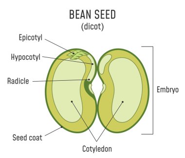 Bean Seed Structure Dicot clipart