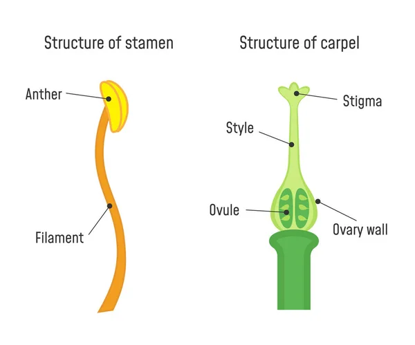 Structure of Stamen and Carpel — Stock Vector