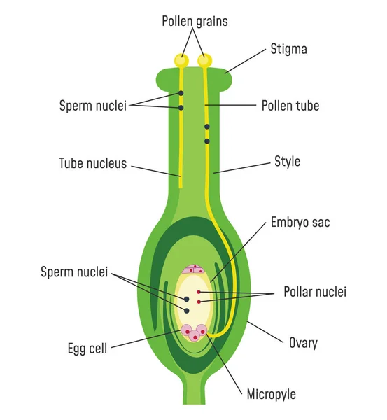 Germination du pollen sur la stigmatisation — Image vectorielle