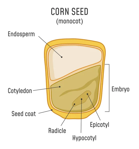 Mısır tohum yapısı Monocot — Stok Vektör