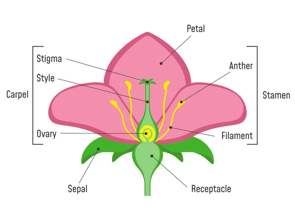 Diagrama de piezas de flores . — Vector de stock