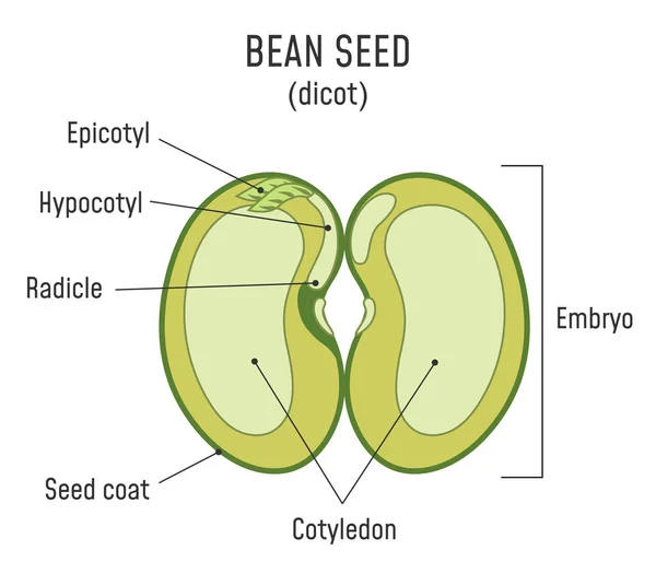 Bean Seed Structure Dicot — Stock Illustration Bean Seed Structure Dicot Stock Vector