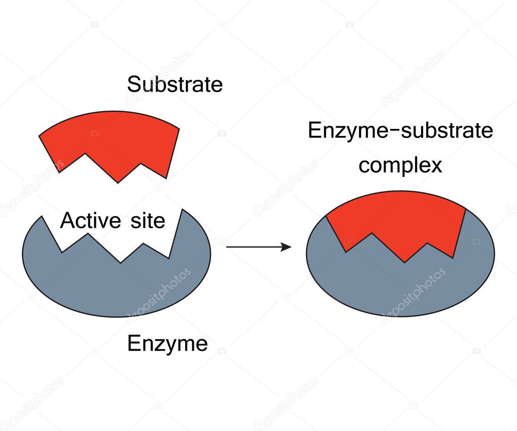Lock and Key Model Enzyme Substrate Complex