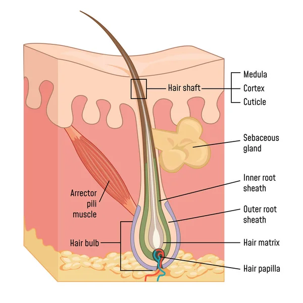 Anatomie de la peau et des cheveux humains — Image vectorielle