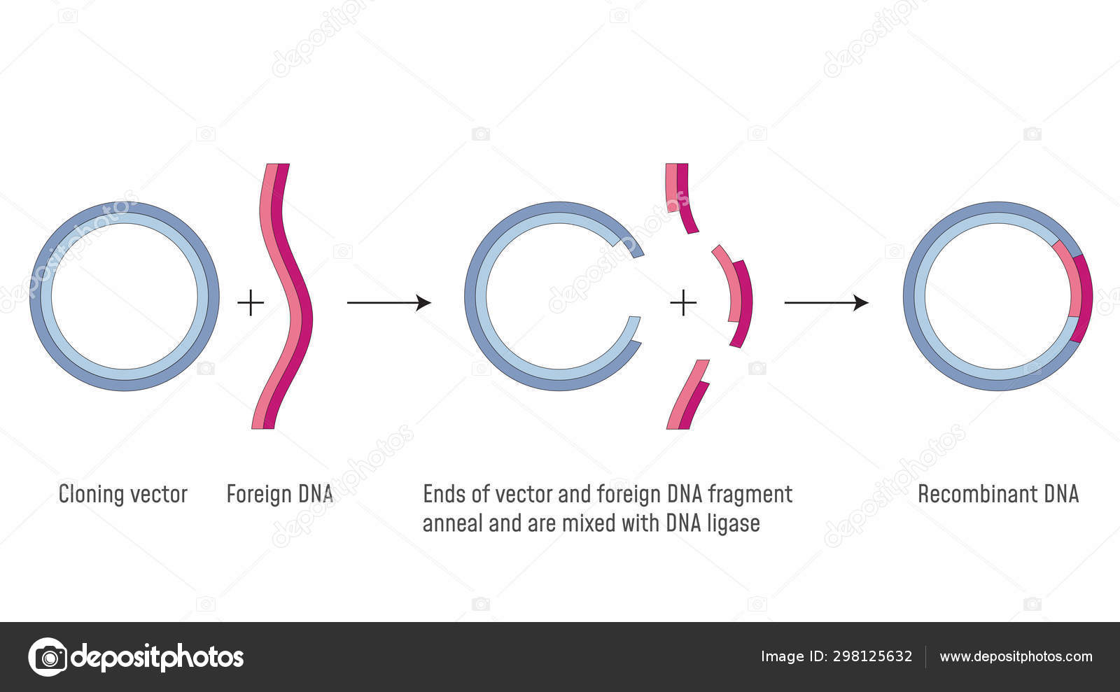 Gene Cloning. DNA Recombinant Stock Vector Image by ©.com  #298125632