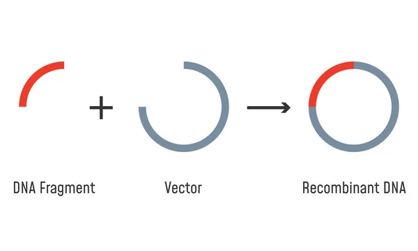 Gene Cloning. Plasmídeos e ADN recombinante . —  Vetores de Stock