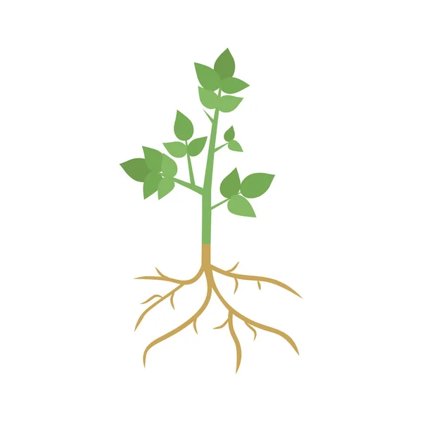 Výhonky zelené rostliny s kořeny — Stockový vektor