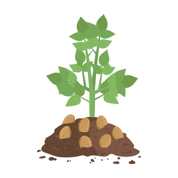 Aardappelplant met bodem — Stockvector