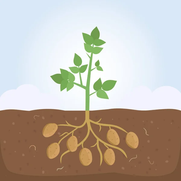 Burgonyanövény levelekkel és gyökerekkel — Stock Vector