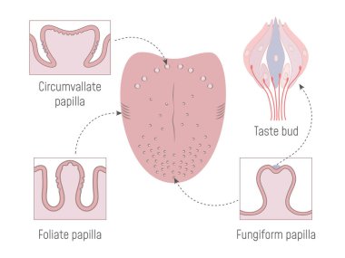 Dil Yönetmeni Papillae ve Tat Tomurcukları Anatomisi