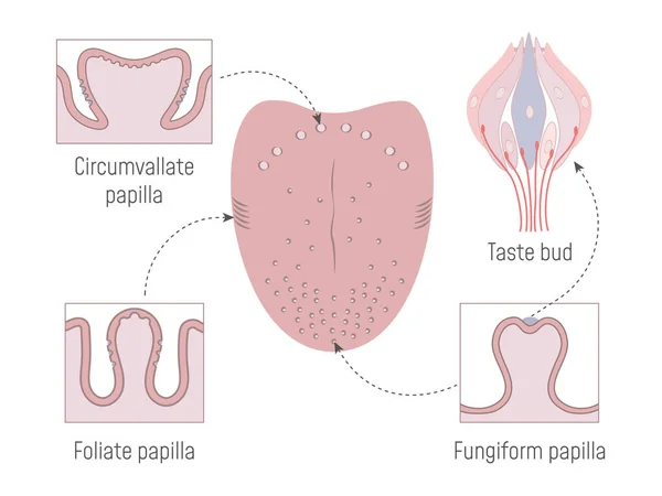 Nyelvi Gustatory Papillae és ízlelőbimbók anatómia — Stock Vector