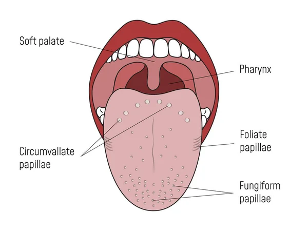 Papilles gustatives et papilles gustatives linguistiques Bouche humaine — Image vectorielle