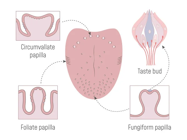 Lingual Gustatory Papillae och smaklökar Anatomi Stockvektor
