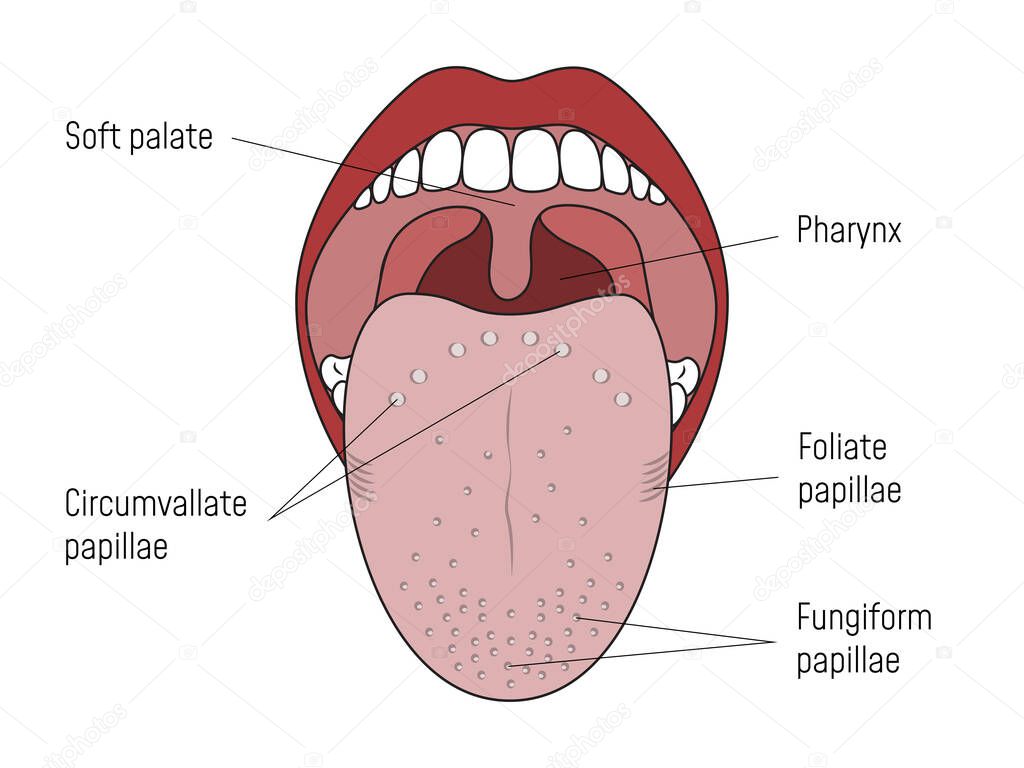 Lingual Gustatory Papillae and Taste Buds Human Mouth