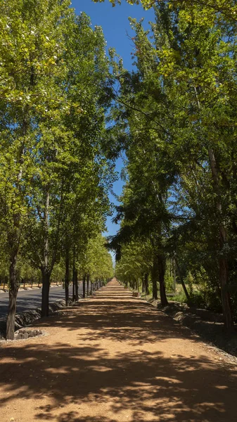 Vista Frontal Uma Longa Estrada Terra Com Fileiras Árvores Cada — Fotografia de Stock
