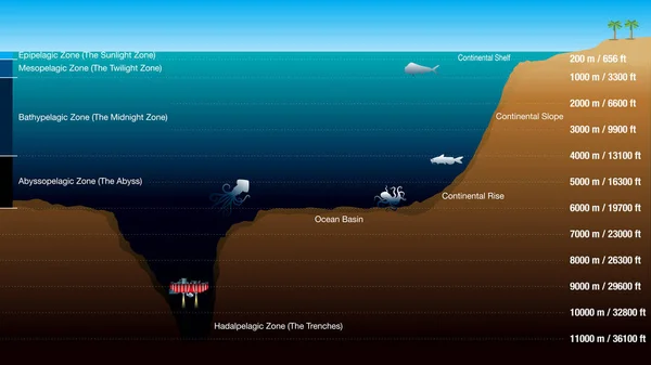 Gráfico Mostra Zonas Acordo Com Profundidade Oceano Com Escala Metros — Vetor de Stock