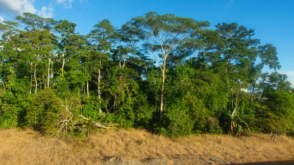 Vista Selva Amazónica Siendo Deforestada Para Abrir Espacio Para Pastoreo —  Fotos de Stock