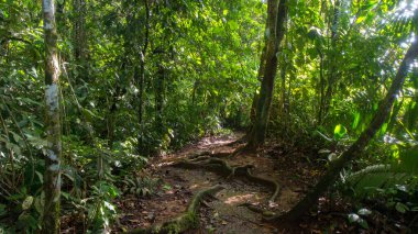 Nueva Loja şehrinin yakınlarındaki Ekvador Amazon ormanında çamurlu bir yol manzarası