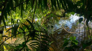 Nueva Loja şehrinin yakınlarındaki Ekvador Amazon 'unda bir nehrin kıyısındaki bir ağacın dallarının görüntüsü