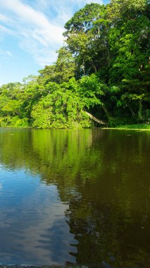 Güneşli bir günde, Nueva Loja şehri yakınlarındaki Ekvador Amazon 'unda nehrin kenarındaki ağaçlar suya yansıdı.