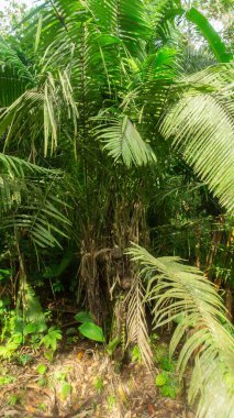 Ekvador Amazon bölgesinde, ormanın ortasındaki TAGUA ağacı. Tohumları el sanatlarında kullanılır. Bilimsel adı Phytelephas tenuicauli.