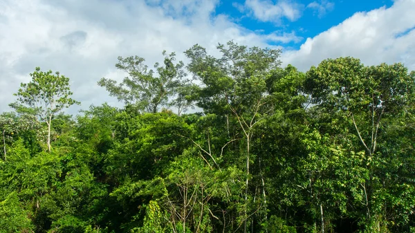 Acercamiento Las Copas Los Árboles Bosque Amazonía Día Nublado Ecuador —  Fotos de Stock