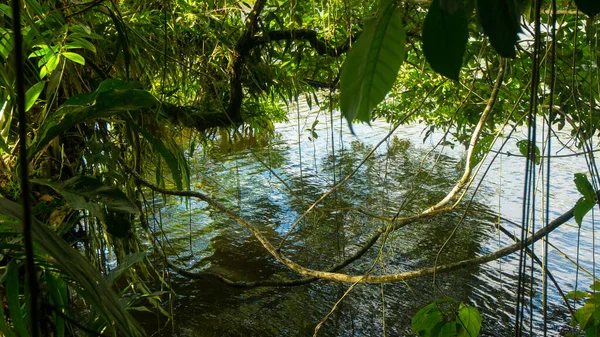 Vista Las Ramas Árbol Agua Orillas Río Amazonía Ecuatoriana Cerca —  Fotos de Stock