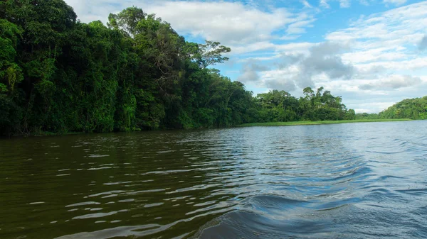 Árvores Beira Rio Amazônia Equatoriana Perto Cidade Nueva Loja Dia — Fotografia de Stock