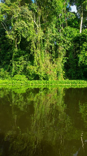 在一个阳光明媚的日子里 厄瓜多尔亚马逊河畔努埃瓦洛哈市附近的水边映照出的树木 — 图库照片